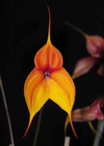 Masdevallia Kimball's King