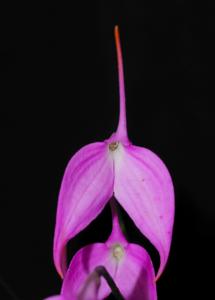 Masdevallia Lyn Sherlock