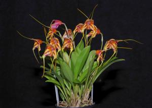 Masdevallia Sunset Jaguar