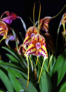 Masdevallia Sunset Jaguar