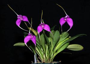 Masdevallia Shuttryana