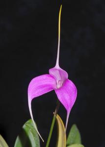 Masdevallia Shuttryana