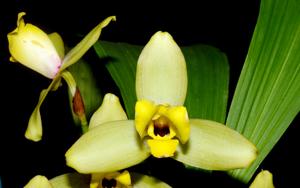 Lycaste Sulphurea