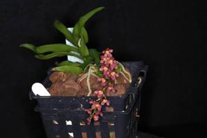 Sarcomoanthus Liddy's Gem