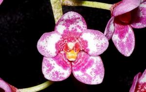 Sarcochilus Cherie-Bonanza