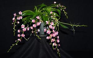 Sarcochilus Cherie-Bonanza