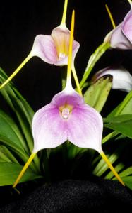 Masdevallia Eloise Harper