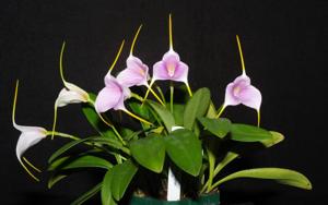 Masdevallia Eloise Harper