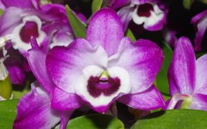 Dendrobium Tomoflake