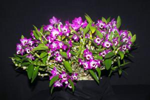 Dendrobium Tomoflake