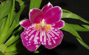 Miltoniopsis Lawless Falls