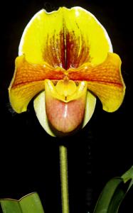 Paphiopedilum Sandra Mary-Divisadero