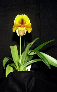 Paphiopedilum Sandra Mary-Divisadero