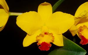 Cattleya Lucky Chance