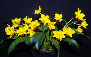 Cattleya Lucky Chance