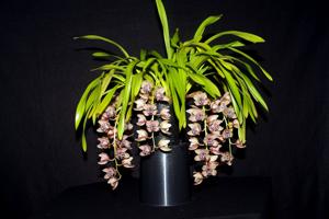 Cymbidium Vogel's Magic-devonianum