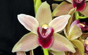 Cymbidium Memoria Amelia Earhart