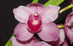 Cymbidium Red Smoke