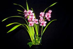 Cymbidium Red Smoke