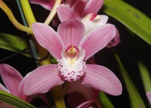 Cymbidium Lady Bug