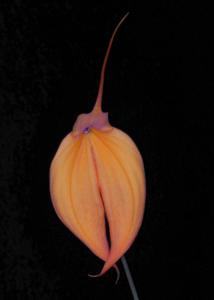 Masdevallia Falcata