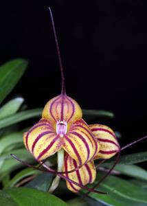 Masdevallia Funky Leopard