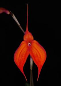 Masdevallia Margaret Butler