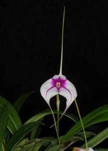 Masdevallia Paul Martinod