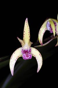 Dendrobium Aussie Starlight