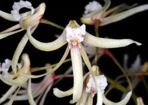 Dendrobium Zuchini