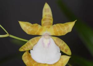 Miltonia Moirmoir