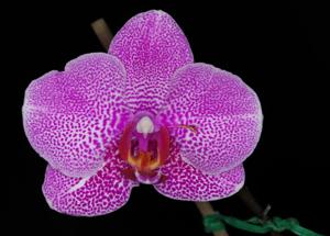 Phalaenopsis I-Hsin Black Jack