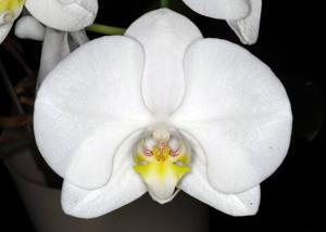 Phalaenopsis Märchenfee