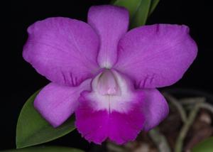 Cattlianthe Secret Love