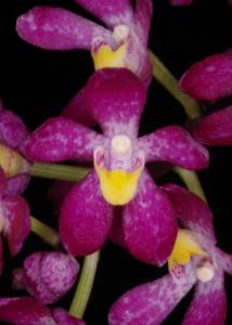 Malcolmcampbellara Emarcy Magenta