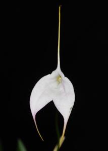 Masdevallia Bella Donna