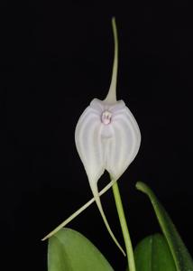 Masdevallia Curlei