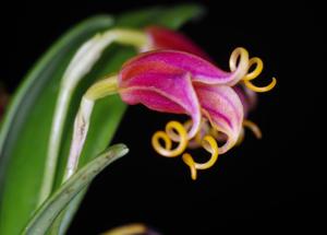 Masdevallia Curly George