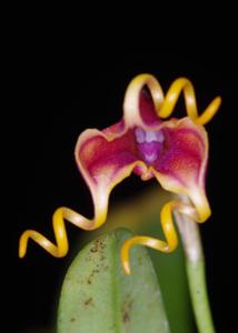 Masdevallia Curly George