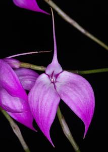 Masdevallia Red Flamingo