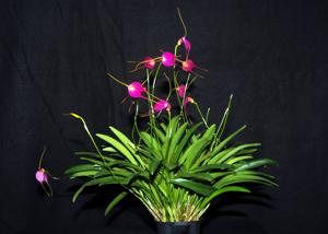Masdevallia Redwing