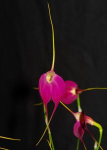 Masdevallia Redwing