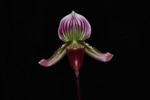 Paphiopedilum Ernest Read