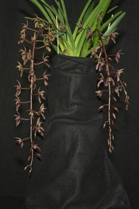 Cymbidium Bungy Jumper