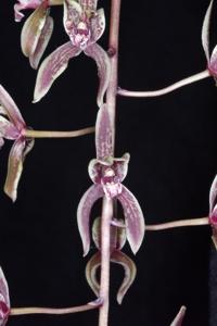 Cymbidium Bungy Jumper