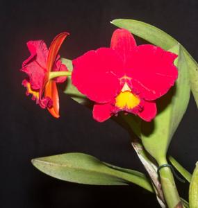 Cattleya Agent Orange