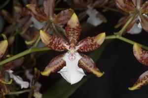 Oncidium Illustre