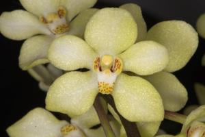 Sarcochilus Perky