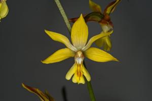 Calanthe Mac's Gold