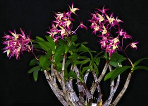 Dendrobium Gundy Moon